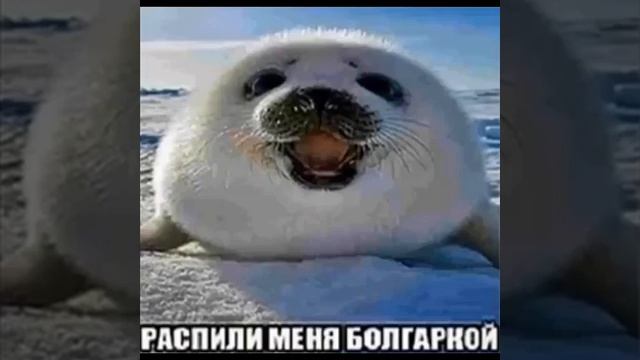 ПОЖАЛУЙСТА!!! Распили меня болгаркой! #мемы#аниме#юмар#M смотреть онлайн