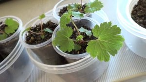 Астильба из семян. Рассаде 2 месяца