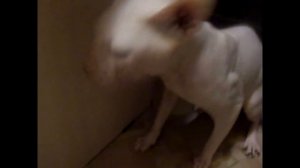 Сфинкс чихает. Sphinx cat sneezes