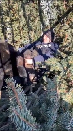НЕЖНОСТИ МЕДВЕДИЦЫ МАШИ К ЧЕЛОВЕКУ