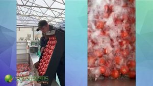 Барботажная машина Vega BW H2400/3400 мойка овощей и фруктов с нежной кожурой