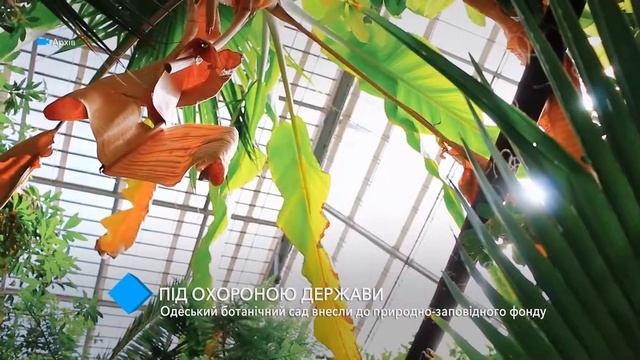 Одесский ботанический сад внесли в “Природно-заповедный фонд” смотреть онлайн