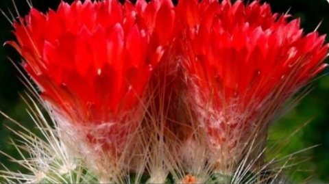 Растения пустыни кактусы и суккуленты в ботаническом саду Петра Великого. Санкт-Петербург