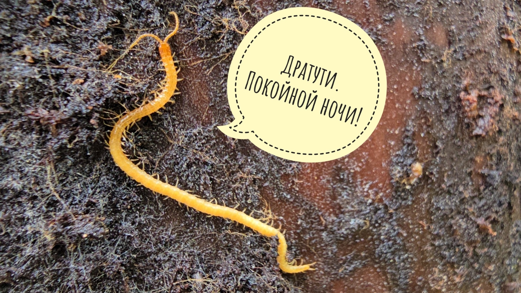 Червячки! Распаковка гнилого елового пня. АСМР и много миленьких маленьких хтоней
