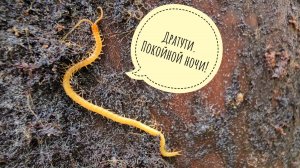 Червячки! Распаковка гнилого елового пня. АСМР и много миленьких маленьких хтоней