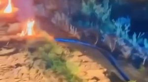 Черешни в этом году не будет — сильные заморозки в регионах погубили урожай