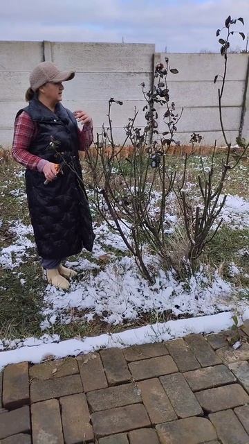 Обрезка роз ранней весной смотреть онлайн