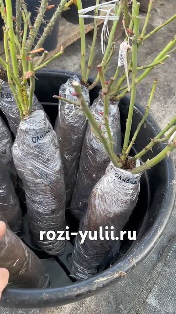 Саженцы розы «Оливия» в каталоге rozi-yulii.ru🥀 #саженцыро? смотреть онлайн
