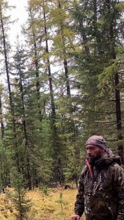 79. Такое бывает только раз в году #горы #mountains #природа #hunting #марал