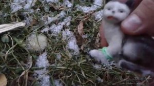 обзор на игрушки коты воители