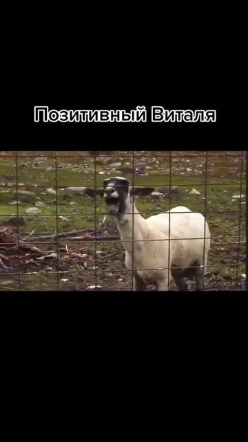 ВИТАЛЯ ПОБЛАГОДАРИЛ ЗА ОПЕРАТИВНОСТЬ..😂#shorts #приколы #смешно #приколы2021 #тренды смотреть онлайн