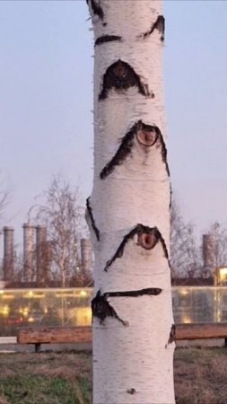 Берёза глазастая)