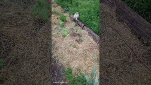 Соседская кошка пришла.
