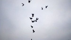 Мелитопольские красивые голуби