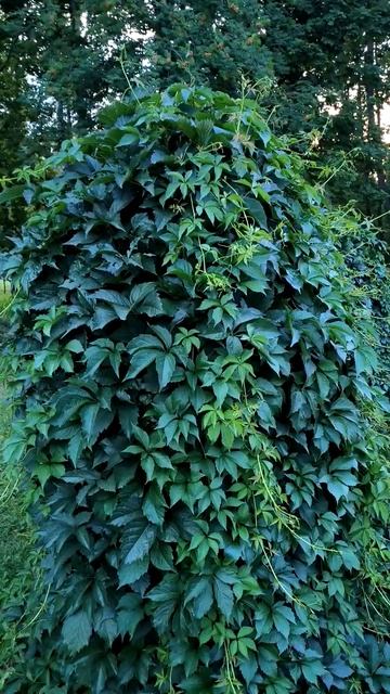 Живая изгородь-украшение в парке смотреть онлайн