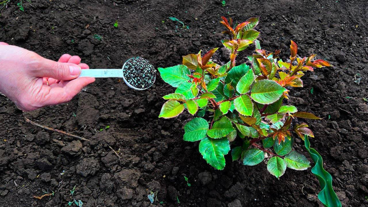 РОЗЫ оживут, срочно внесите только 1 раз под куст в мае ЭТО, пышное цветение обеспечено