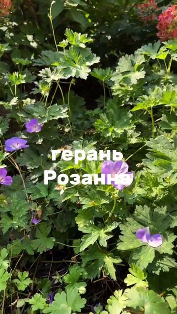 ДАРИМ ГАЙД ПО УХОДУ ЗА ТУЯМИ НА ГОД НА 10 ЛИСТАХ 👉 по сс смотреть онлайн