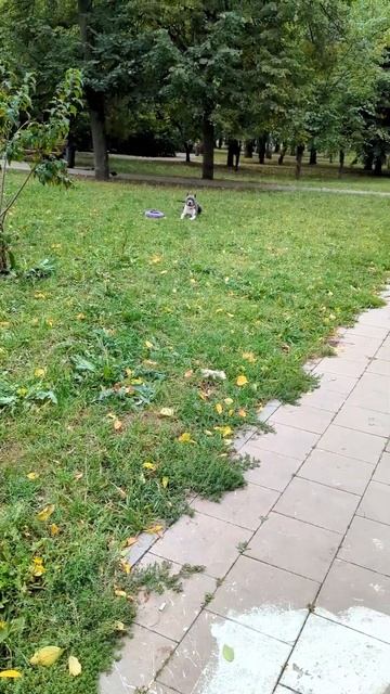 Секреты мотивации собаки во время дрессировки #shorts #мотивациясобаки #амстафф #дрессировкасобаки смотреть онлайн