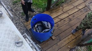 Запуск Башкирского карпа 750 кг.