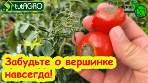 ЗАБУДЬТЕ О ВЕРШИННОЙ ГНИЛИ! Положите это в лунку при высадке рассады и вершинная гниль не появится.