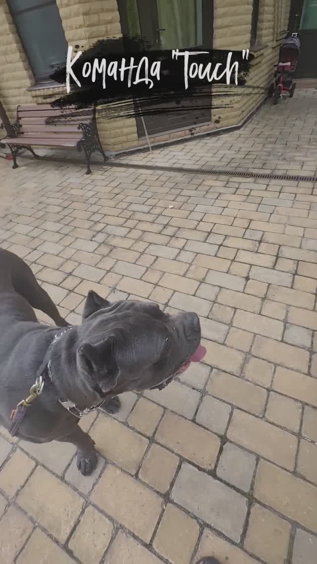 Тренируем собаку команде ТАЧ #shorts #топ #собаки #dogtraining #собака смотреть онлайн