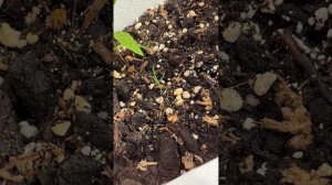 Pinus yunnanensis Сосна Юннаньская из семян. День #43 #сосна #pinus