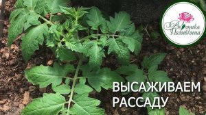 ВЫСАЖИВАЕМ РАССАДУ В ТЕПЛИЦУ