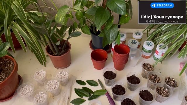 Замиокулькас гулини баргидан кўпайтиришни 100% усули. Т
