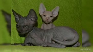 Продажа котят канадского сфинкса Харьков, Sphynx kittens for sale, Cats Sphynx for sale