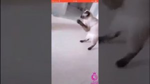 Живодеры