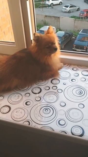 Немецкий шпиц. Вечерний релакс.