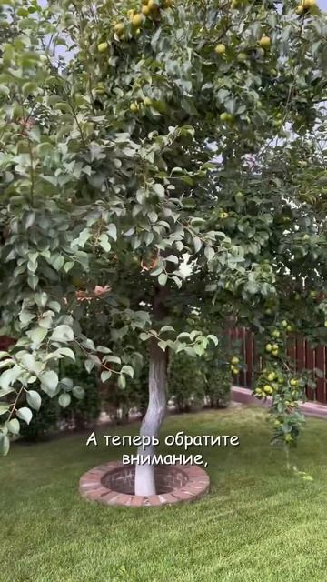 Весенняя обрезка плодовых деревьев | Как сохранить са?