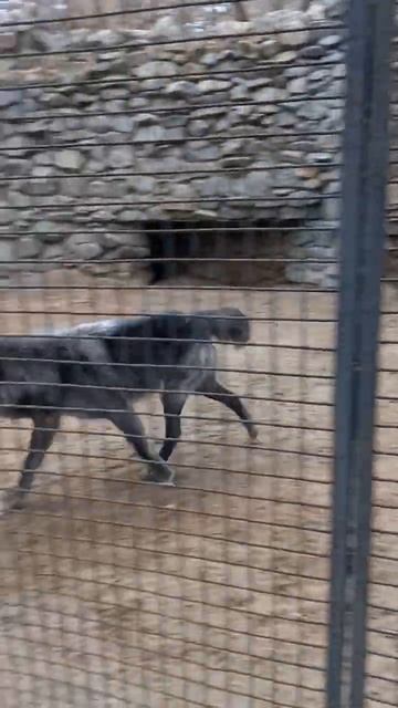 Волк Витя в Новосибирском зоопарке :) смотреть онлайн