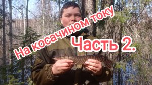 На косачином току и щука на вершу. Часть 2.