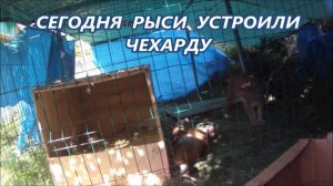Рыси самец ласкает самку _ Чехарда по кошачьи
