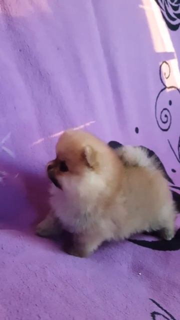 Померанский шпиц смотреть онлайн