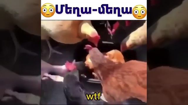 Куры едят куриное мясо смотреть онлайн