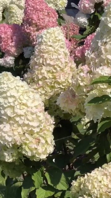 #polarbear #hortensia #hydrangeas #гортензія #гортензия #шортс #shorts #flow смотреть онлайн