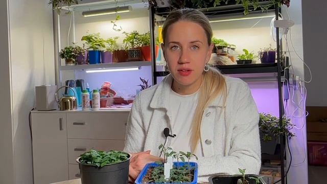 КОРНИ У РАСТЕНИЙ: зачем нужны и как улучшить?