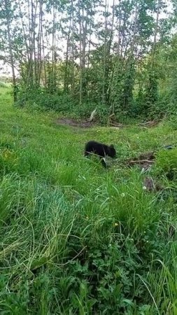 МЕДВЕЖОНОК УМНИЦА БЕЖИТ ДОМОЙ  ПОДАЛЬШЕ ОТ СОБАК