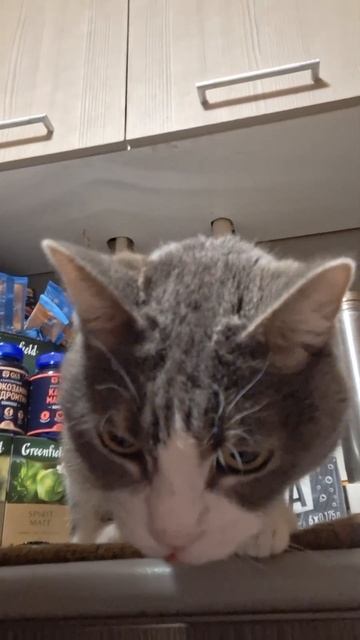 #косплей одной модной #фото #делаем #вместе #catshorts #котб? смотреть онлайн