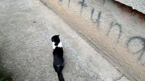 Домашний Кот упал с балкона.