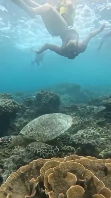 #топ #бали #сказочноебали #гили #ломбок #снорклинг #подводныймир #snorkeling  #indonesia #gili