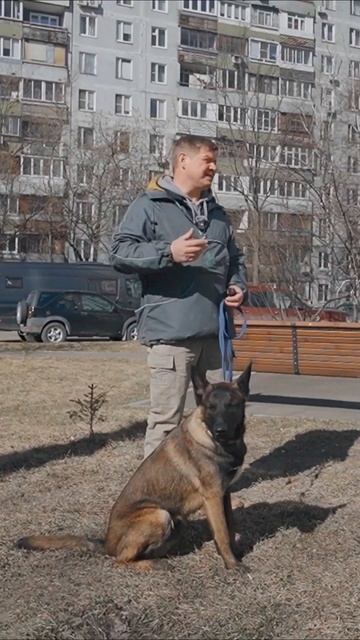 Собака тянет поводок на переходе? Вот как это исправить! смотреть онлайн