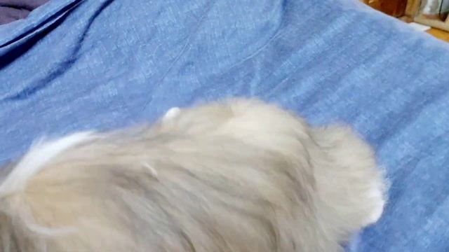 шит-цу смотреть онлайн