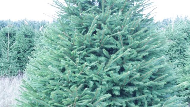 11 282  Ель Стриженая 2.50 – 2.75 м. смотреть онлайн