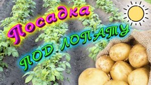 Посадка Картофеля под Лопату. Просто способ посадки картошки. Лучшее удобрение