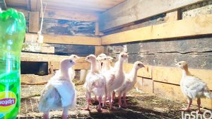 10-05-2025 Жизнь в деревне, каждый день стресс,с мамой по хозяйству, дача