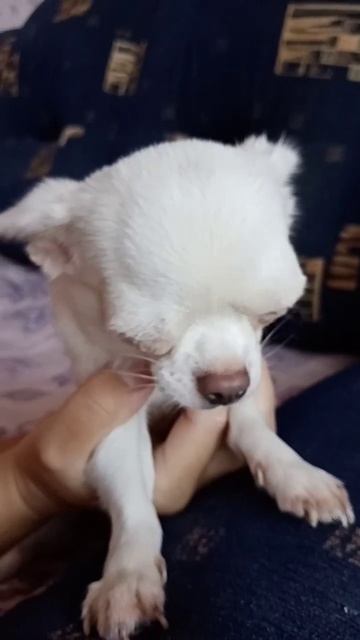 А ты знаешь песни какие-нибудь? Чихуахуа приколы❤️😂🤣 смотреть онлайн