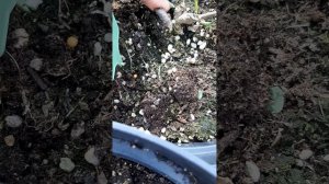 Без парникового эффекта.Почка в грунте творит чудеса.Журнал работы,выпуск 4.
